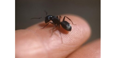 Что вам нужно знать о муравьях в доме